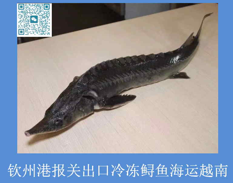 鱘魚出口越南報(bào)關(guān).jpg