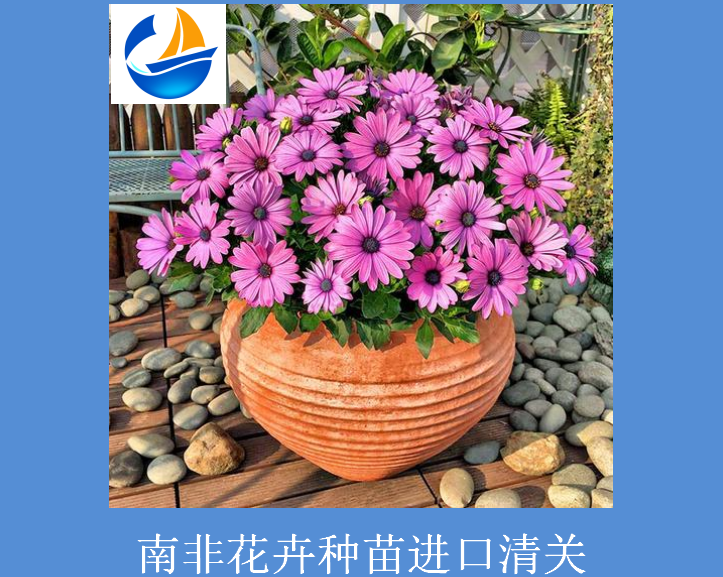 南非花卉種苗進口清關(guān).png